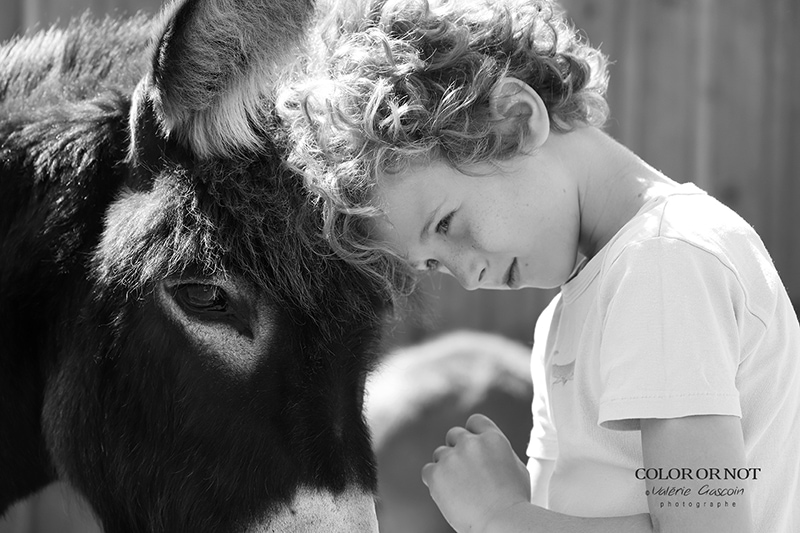 photographe animalier âne avec enfant